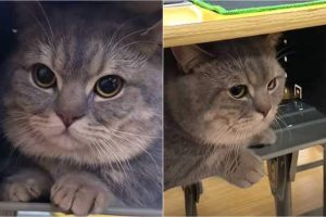 Adorable Munchkin Cat Stays Quiet Inside The Desk While In Classroom With His Owner