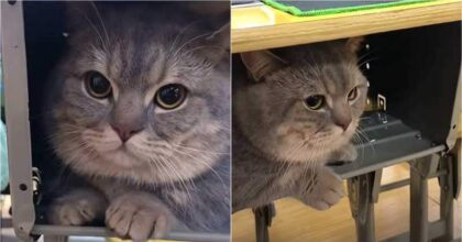 Adorable Munchkin Cat Stays Quiet Inside The Desk While In Classroom With His Owner