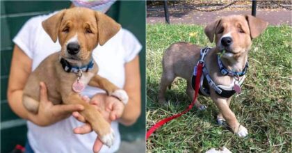 Stray Puppy With A Born Squint Is Given A Second Chance For A Happy Life