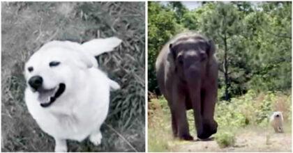 Elephant Waits Weeks For Injured Dog BFF To Return, Now Watch As They’re Finally Reunited