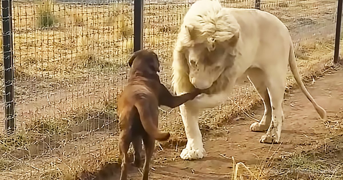 Lion kisses the hand of his dog companion, gets 58M views