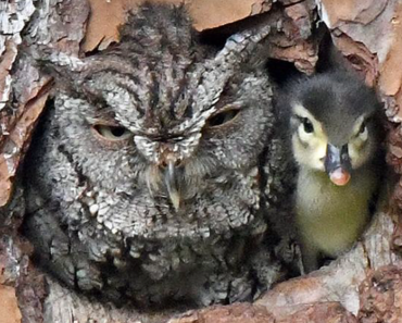 Owl Mistook A Duck’s Egg For Its Own And Ended Up Being The Mother To A Duckling