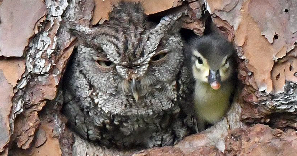 Owl Mistook A Duck’s Egg For Its Own And Ended Up Being The Mother To A Duckling