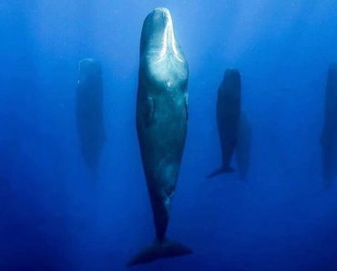 Sleeping Whales: Photographer Reveals What Whales Look Like When They Snooze