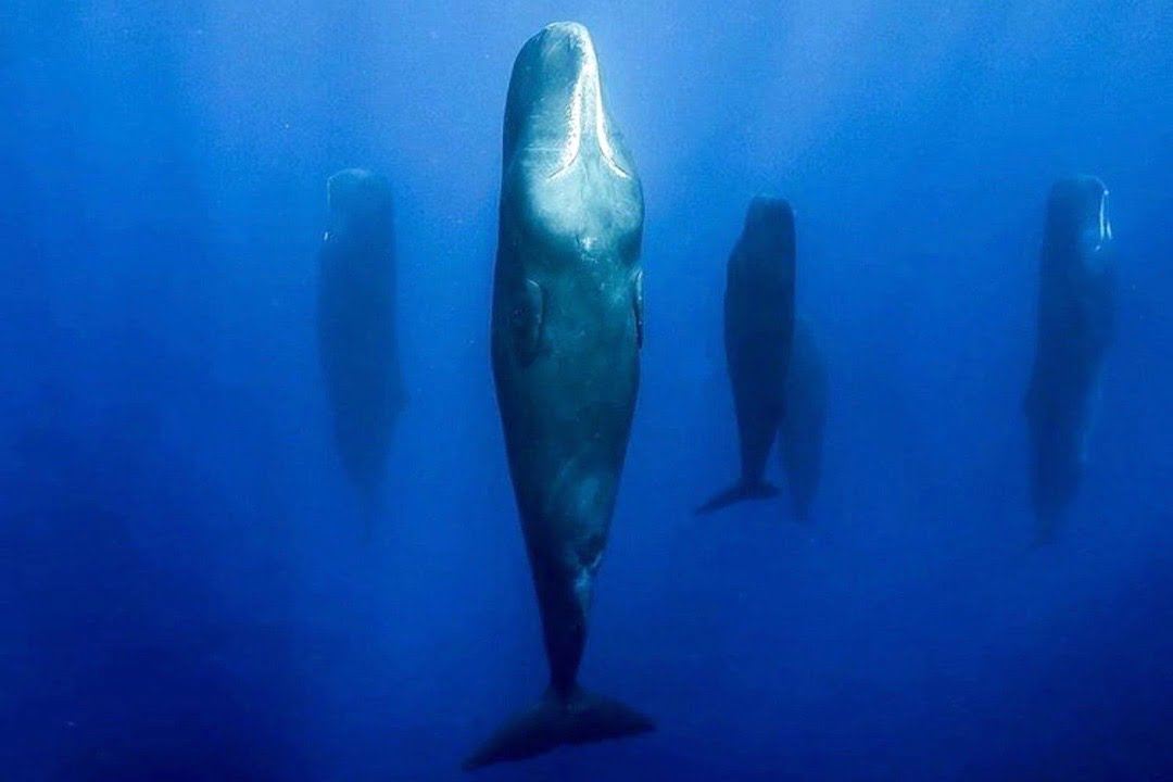 Sleeping Whales: Photographer Reveals What Whales Look Like When They Snooze