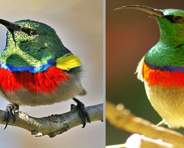 Tiny Beauty, Southern Double-collared Sunbird Is A Star Of The Forest