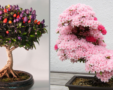 18 Of The Most Beautiful Bonsai Trees Ever