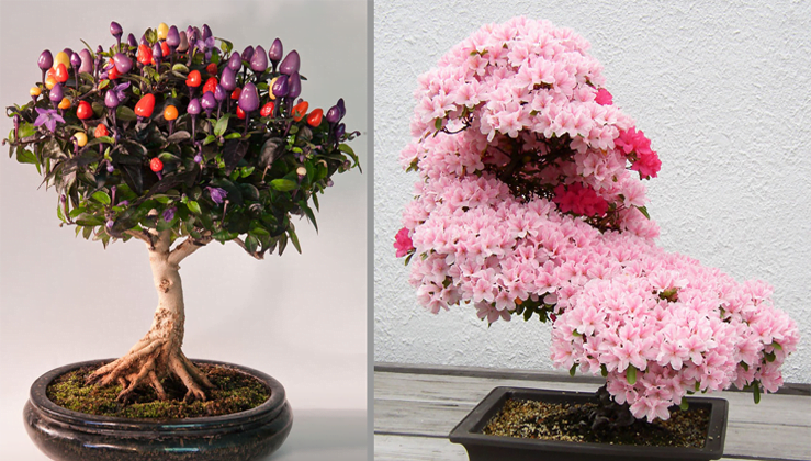 18 Of The Most Beautiful Bonsai Trees Ever