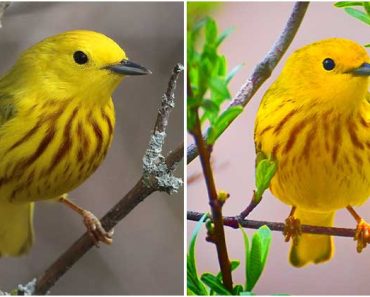 Meet Yellow Warbler, A Strikingly Beautiful Bird With Bright Yellow Plumage Flecked With Rufous