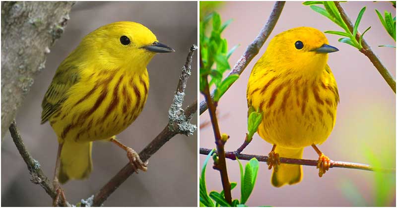 Meet Yellow Warbler, A Strikingly Beautiful Bird With Bright Yellow Plumage Flecked With Rufous