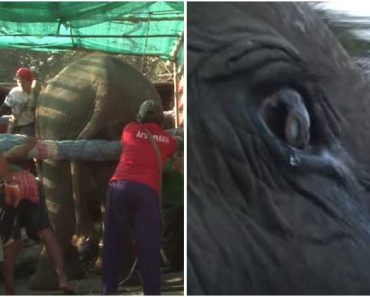 73-Year-Old Elephant Is Seen With Tears Rolling Down Her Face When Freed From Life In Captivity