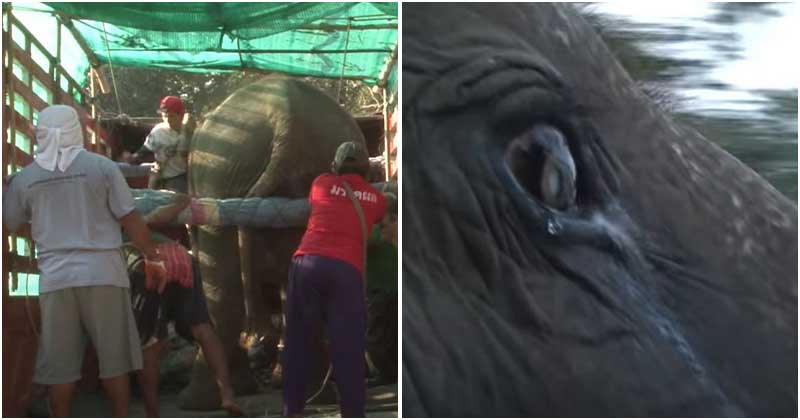 73-Year-Old Elephant Is Seen With Tears Rolling Down Her Face When Freed From Life In Captivity