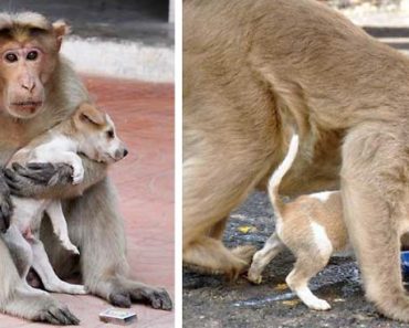 Monkey Adopts A Puppy, Defends It From Stray Dogs, And Lets It Eat First