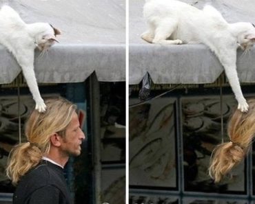 Cats Never Get Tired Of Trolling Humans And These Photos Will Prove It..