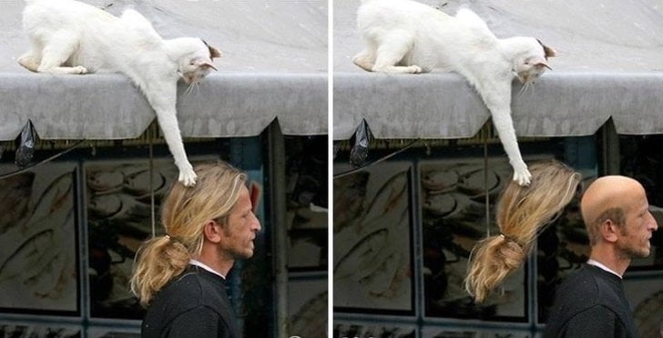 Cats Never Get Tired Of Trolling Humans And These Photos Will Prove It..