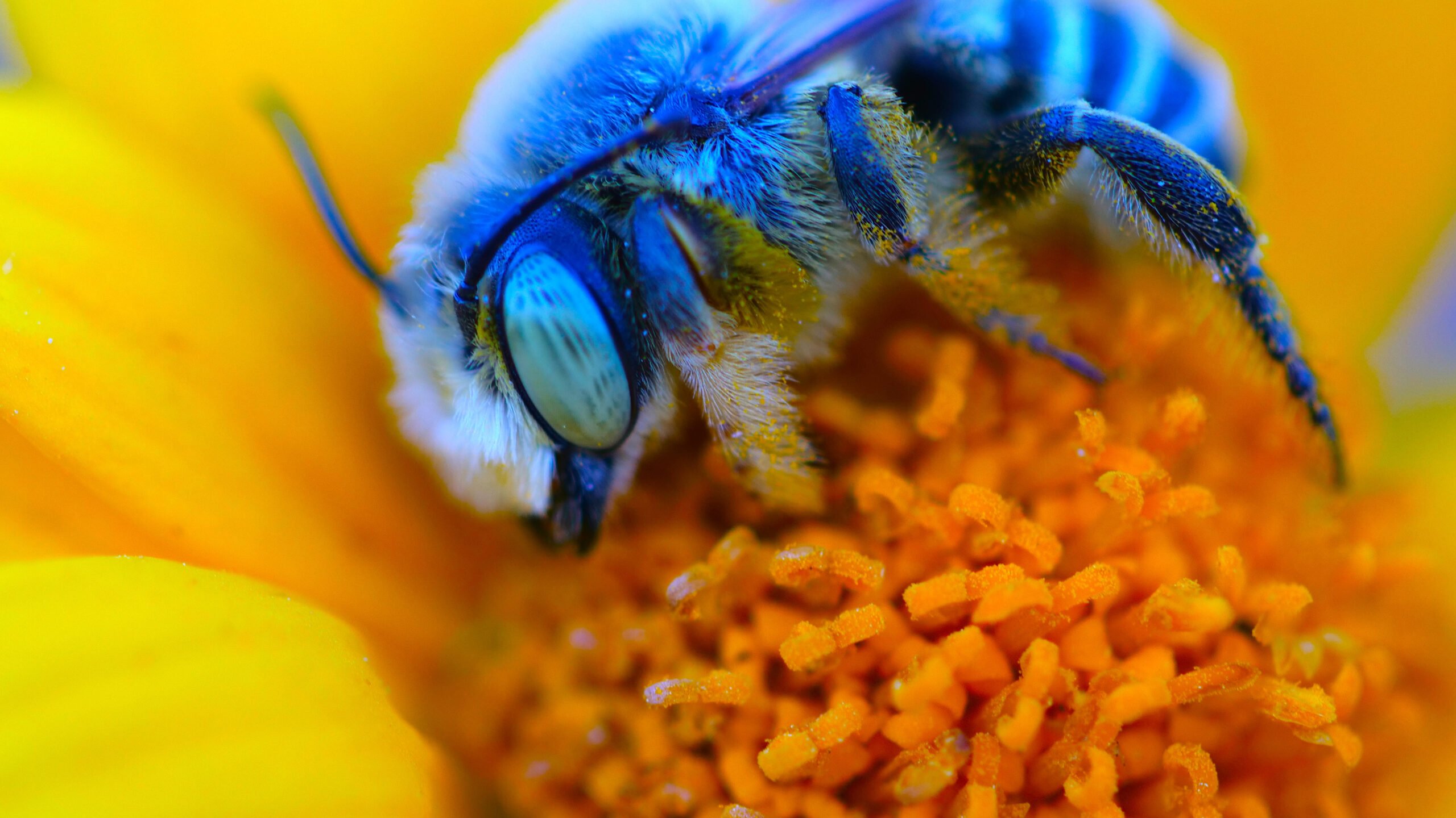 THE BLUE BEE HAS RETURNED FROM ALMOST BEING ON THE VERGE OF EXTINCTION