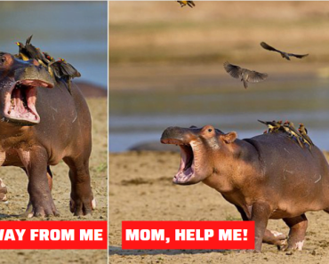 Hilarious moment baby hippo decides he doesn’t like his newfound feathered friends.