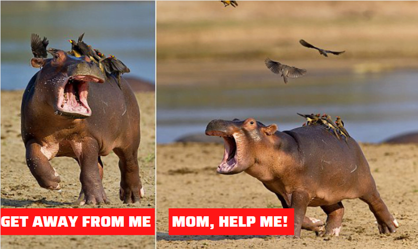 Hilarious moment baby hippo decides he doesn’t like his newfound feathered friends.