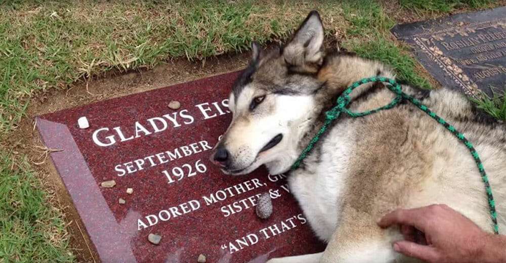 Heartbroken dog can’t catch his breath while ‘crying’ at his owner’s gravestone