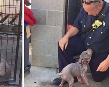 Sad shelter puppy becomes ecstatic when the firefighter who saved her shows up to adopt her