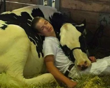 Teen and his cow lose at state fair, take a nap together and win hearts of millions instead