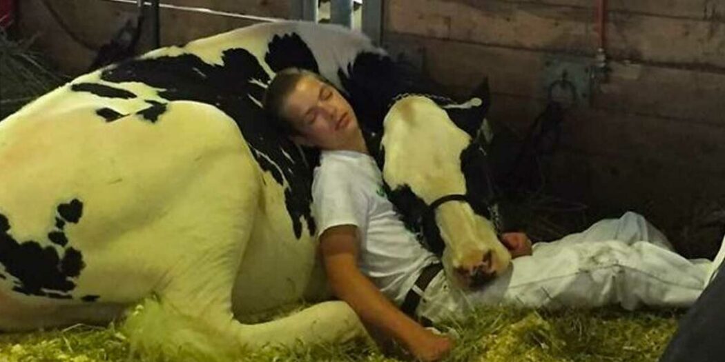 Teen and his cow lose at state fair, take a nap together and win hearts of millions instead