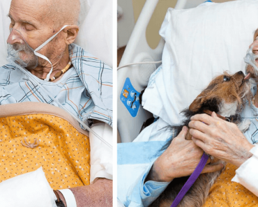 Dying veteran in hospice gets his final wish: to see his dog one last time