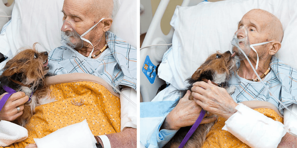 Dying veteran in hospice gets his final wish: to see his dog one last time