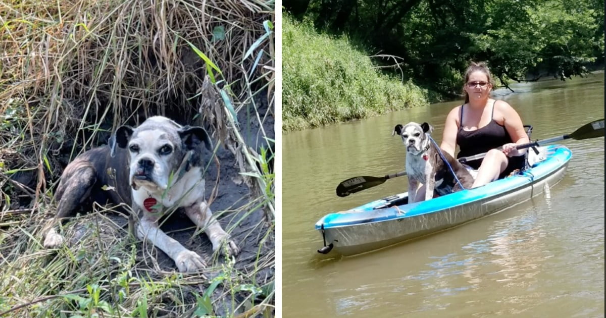 Kayakers discover 10-year-old dog who went missing on July 4 because of the fireworks