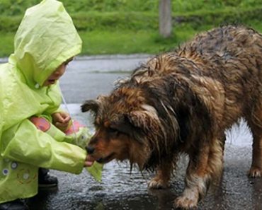 9-year-old boy uses pocket money to feed stray dogs, opens no-kill shelter to save them