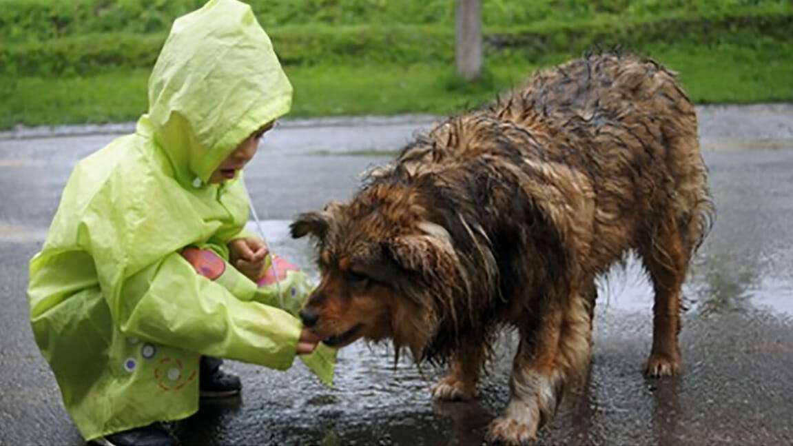 9-year-old boy uses pocket money to feed stray dogs, opens no-kill shelter to save them