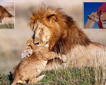 Real-life Mufasa and Simba: Cub gives his father a hug in a scene reminiscent of Lion King