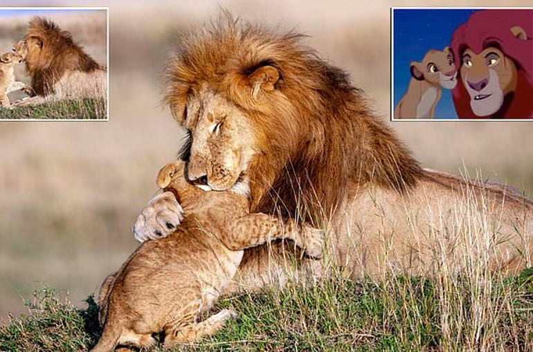 Real-life Mufasa and Simba: Cub gives his father a hug in a scene reminiscent of Lion King