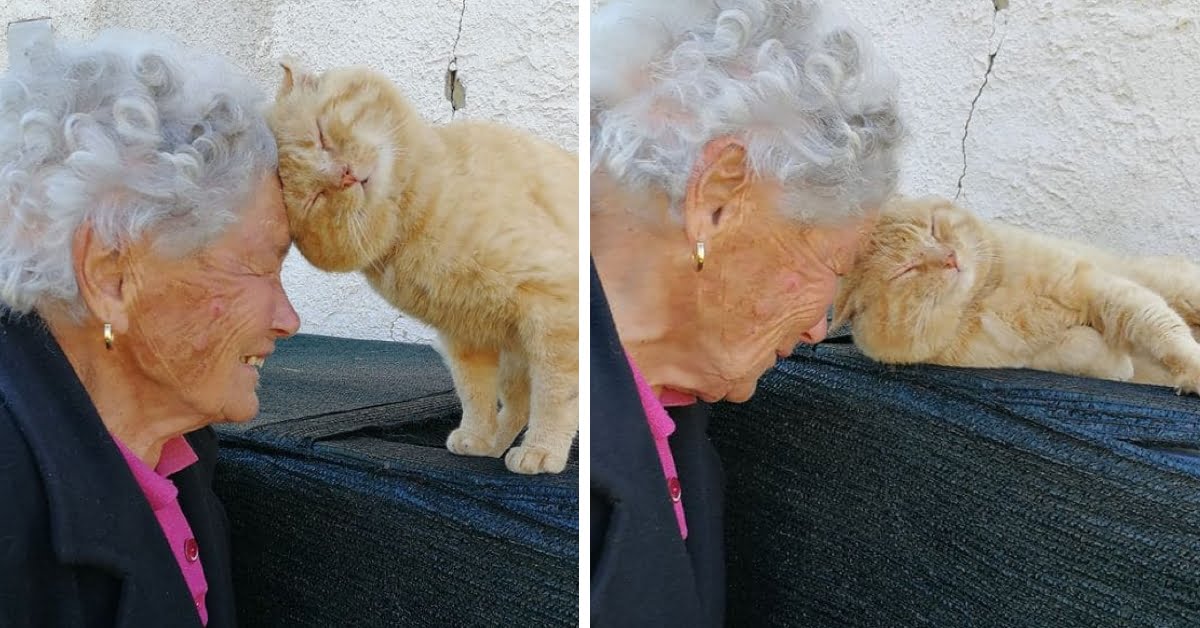 Heartwarming moment an elderly woman is reunited with her missing cat after four years