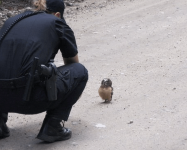 Police officer has adorable conversation with a tiny baby owl