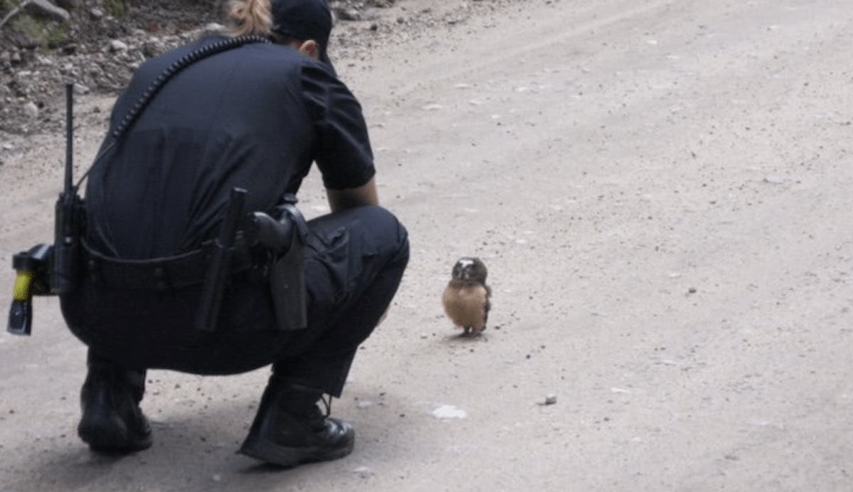 Police officer has adorable conversation with a tiny baby owl