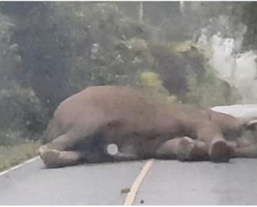 This Adult Elephant Stops At The Middle Of The Road, Lies Down, And Takes A Good Nap