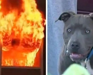 Family Pit Bull drags 7-month-old baby by the diaper and out of burning house