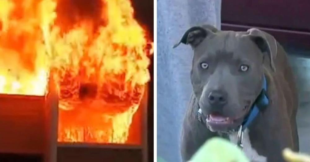 Family Pit Bull drags 7-month-old baby by the diaper and out of burning house