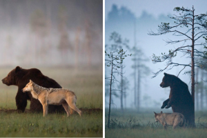 Photographer Documented The Friendship Between A Grey Wolf And A Brown Bear