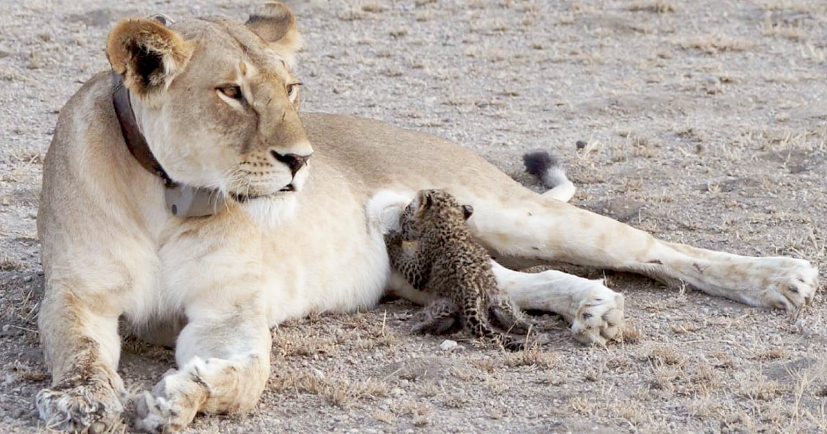 Lioness Adopted A Orphaned Baby Leopard After Losing Her Cubs