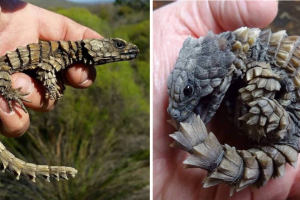 Armadillo Lizards Looks Like Real-Life Mini-Dragons