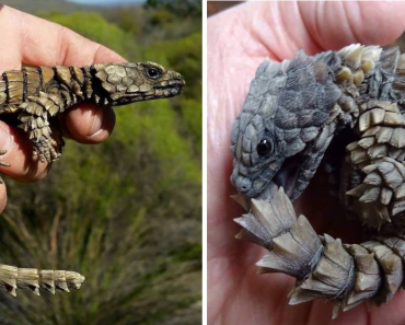 Armadillo Lizards Looks Like Real-Life Mini-Dragons