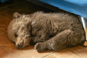 Man Adopts Tiny Bear Cub To Save Its Life After It Wandered Into A Village