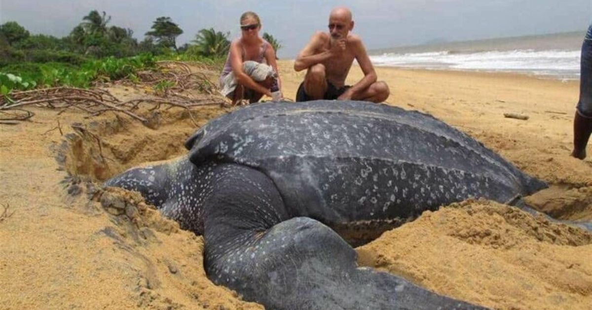 World’s Largest Sea Turtle Emerges From The Sea And It Is Mesmerizing