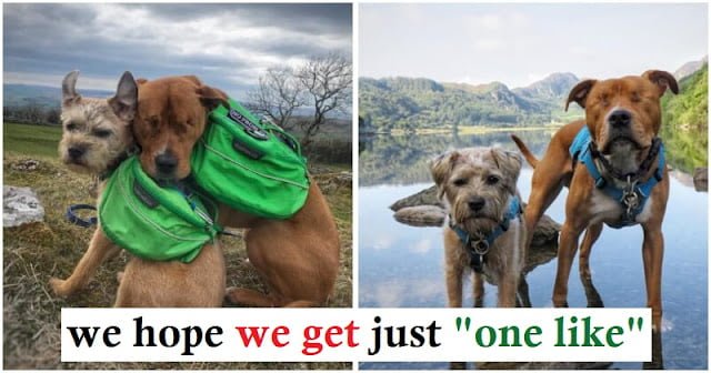 Blind Staffie Finds A Guide In His Forever Friend