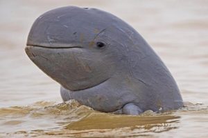 Rare Irrawaddy Dolphins Found In Indonesian Waters (10 Pics)