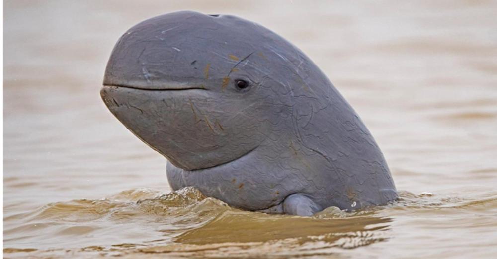 Rare Irrawaddy Dolphins Found In Indonesian Waters (10 Pics)