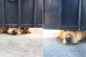 This Dog Waits For A Girl After School Every Single Day, And His Love And Dedication Made Him Go Viral