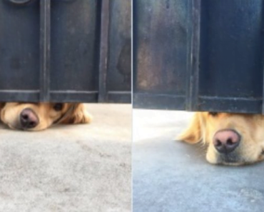 This Dog Waits For A Girl After School Every Single Day, And His Love And Dedication Made Him Go Viral